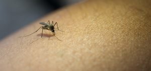 The things you need to know about mosquitoes